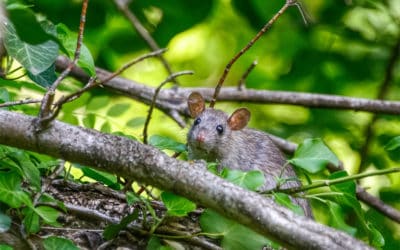 Keep mice out of your RV for good!